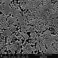 Perles magnétiques carboxylées pour la conjugation biomoléculaire, l'immobilisation des anticorps et la recherche en laboratoire