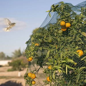 Agricultural Anti-bird Mesh Bird Prevention Net Wear-resistant and Effective <strong>Garden</strong> Cover Net - Product Image 6