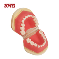 Modelo de dientes para enseñanza Dental infantil, modelo de diente de demostración tipodno estándar