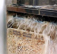 Équipement d'abattage de volailles entièrement automatique en acier inoxydable, mini-machine à plumer les cailles, les oiseaux et les poulets