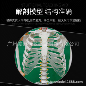 Modèle de squelette humain de 170 cm : Tutoriel du mini-cranium adulte - Colonne vertébrale humaine, ligaments latéraux (demi-coupe) - Product Image 4