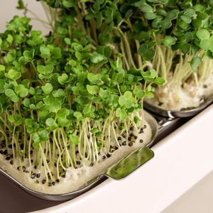 Système de culture hydroponique automatique Microgreen Kit horizontal Smart Garden Garden Kit de culture <span class=keywords><strong>d</strong></span>'herbes <span class=keywords><strong>d</strong></span>'<span class=keywords><strong>intérieur</strong></span> <span class=keywords><strong>D</strong></span>écoration <span class=keywords><strong>d</strong></span>'<span class=keywords><strong>intérieur</strong></span> - Product Image 4
