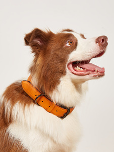 Kalung Anjing Kulit Mewah Modern Sederhana Tahan Lama Ramah Lingkungan Anti Air Lembut Nyaman Ukuran Dapat Disesuaikan Logo Dapat Disesuaikan - Product Image 5