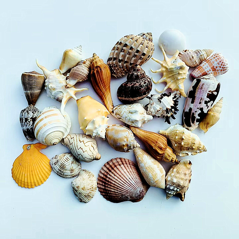 Grandes coquilles d'escargots mélangées 200g-15 pcs
