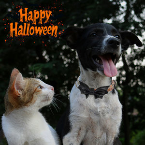 Nuevo lujo calabaza murciélago hebilla de plástico ajustable Halloween mascota perro pajarita <span class=keywords><strong>Collar</strong></span> - Product Image 6