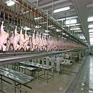 Verbrühungs maschine für Geflügel Schlachthof mit Hühner schlachthof