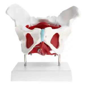 GELSONLAB HSBM-118 Almencla女性骨盤および骨盤筋モデル人体解剖学骨医療
