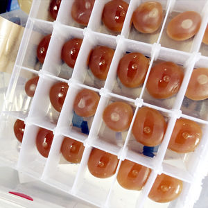 Industrial Electric Waxing Machinery Stainless Steel <b>Fruits</b> And <b>Vegetable</b> Wax Coating <b>Machine</b> - Product Image 4