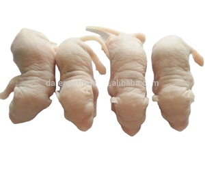 Alimentador congelado de 12-20g para ratas peludas para mascotas, serpientes, lagartos, ranas, tortugas, cocodrilos, zorros, halcones, arañas, gatos, etc. - Product Image 1