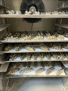 <span class=keywords><strong>Congélateur</strong></span> à air à grande capacité et à refroidissement rapide en acier inoxydable pour la congélation rapide de la viande, des fruits de mer et des raviolis - Product Image 6