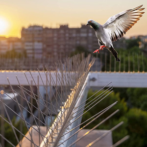 Répulsif d'oiseaux <span class=keywords><strong>pas</strong></span> <span class=keywords><strong>cher</strong></span> pour extérieur, dispositif PC 50 cm, pointes <span class=keywords><strong>anti</strong></span>-<span class=keywords><strong>pigeons</strong></span> - Product Image 1