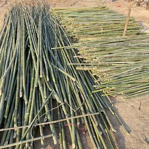 Tonkin-palos de bambú respetuosos con el medio ambiente, palos largos de bambú, venta al por mayor