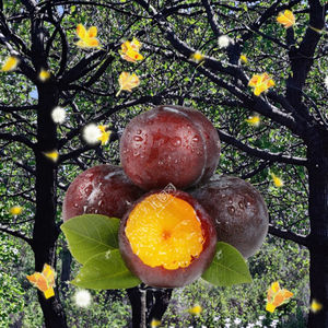 Prugnas <span class=keywords><strong>Victoria</strong></span> Black Diamond, Fruta Negra Fresca y Madura de Shandong - Product Image 1