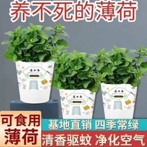 Plantas grandes de menta en maceta son comestibles, aromáticas y repelentes de mosquitos en interiores, absorben formaldehído en la sala de estar, y - Product Image 5