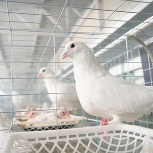 Viande de pigeon surgelée riche en sé<span class=keywords><strong>l</strong></span>énium, emballée sous vide, 300 g, riche en protéines et en nutriments essentiels pour les humains - Product Image 1