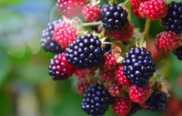 Gefreeze-droogde zwarte bessen, geheel, geconserveerd met water, bulk, zoete snack, FD-droogproces, geen toevoegingen