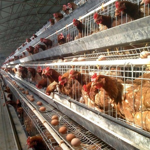 Cage à Poules de Marque à 3 Niveaux, Capacité 128, pour Élevage Commercial de Poules Pondeuses - Promotion Exceptionnelle - Product Image 6