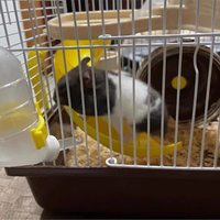 Cage de Luxe pour Cochon d'Inde et Lapin, Cage pour Hamster, Maison pour Animaux de Compagnie, Cage en Plastique pour Petits Animaux