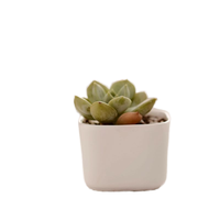 Pots de plantes carrés créatifs Décoration de table Mini jardinière succulente Pot de fleur blanc en céramique