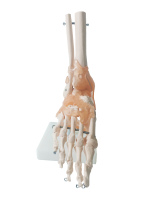 Venta caliente ciencia médica tamaño de vida humana tobillo humano anatomía pantalla ligamento pie articulación esqueleto modelo anatómico para la enseñanza