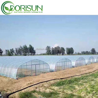 Serre tunnel agricole haute performance en acier galvanisé avec film plastique pour la culture de tomates, laitues et poivrons