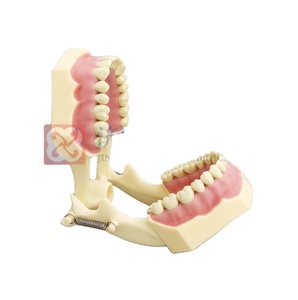 Standard permanent austauschbar einges ch raubte Zähne Modell 32 Stück <span class=keywords><strong>Frasaco</strong></span> AG3teeth Modell - Product Image 3
