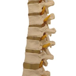Modelo de enseñanza de Pelvis para <span class=keywords><strong>hombre</strong></span>, suministro directo de fábrica - Product Image 5