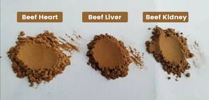 Healthife New Zealand cỏ thức ăn bò Organ bột thịt bò thận chiết xuất bột - Product Image 4