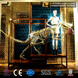 Mon Dino Fossile De Dinosaure Squelette Velociratpor avec 3 Mètres de Long pour la <span class=keywords><strong>Galerie</strong></span> De Décoration - Product Image 4