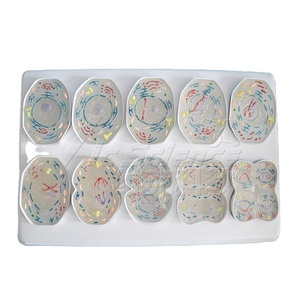 Modello di meiosi cellulare modello di meiosi cellulare modello anatomico di cellule vegetali animali