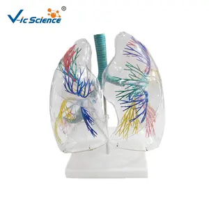 Modelo del modelo de pulmón anatómico del segmento pulmonar transparente modelo de sistema respiratorio humano de educación médica