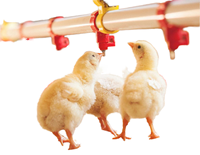 Abreuvoir automatique à 360 degrés pour poulets, en acier inoxydable 304, système d'abreuvement anti-goutte pour poulailler et ferme