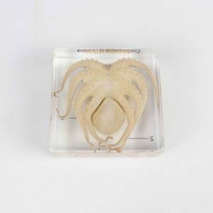 Spécimen de pieuvre modèle d'enseignement intégré en résine de biologie - Product Image 4