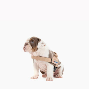 Dapat disesuaikan tali kekang anjing coklat dengan nama dapat disesuaikan rompi lembut bernapas untuk anjing kecil sedang - Product Image 4