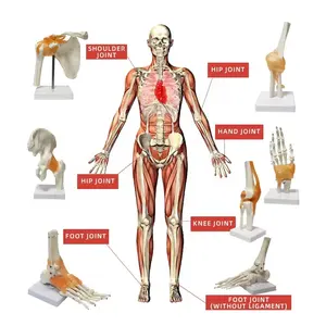 علم الطب الغابات نموذج الرباط البشري وهيكل عظمي بلاستيكي للركبة واليد والقدم والوركبة والكوع وهي من الموارد التعليمية