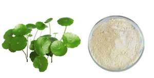 Лучшая 80% Asiaticosides Centella Asiatica экстракт порошок Madecassic Acid Gotu Kola экстракт высокого качества растительный экстракт - Product Image 5