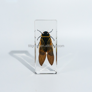 Insect Specimen Resin Crafts Gifts Resin Products Insect Customizable Crafts Cicada Paperweight Handmade Crafts