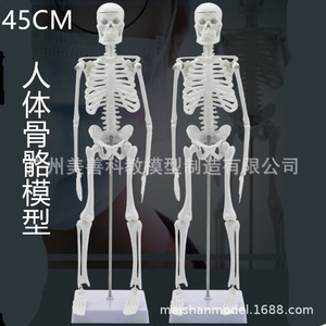 Modelo de esqueleto humano, 45 cm de largo, con articulaciones móviles, material didáctico y estructura de esqueleto. - Product Image 1