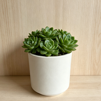 Jardinière auto-arrosante en PP, design cylindrique blanc, moulage direct. Parfait pour décorer les rebords de fenêtre et les bureaux intérieurs.