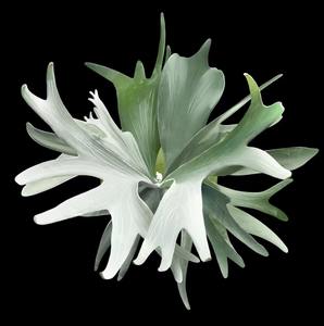 مغناطيسات ثلاجة لطيفة على شكل نباتات البيغونيا والمونستيرا، مغناطيسات ثلاجة على شكل نباتات استوائية كاواي، ملصقات للسبورة البيضاء - Product Image 3