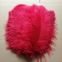 Grandes Plumes d'Autruche pour Costumes de Carnaval 55-60cm Blanches Noires Plumes Naturelles Plumes Pas Chères à Vendre pour Mariage et Fête