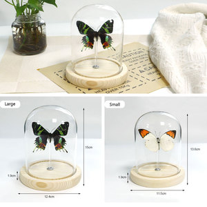 Bán buôn Đèn Led bướm thật khô Rose Thủ công mỹ nghệ <span class=keywords><strong>Dome</strong></span> Glass hiển thị Glass mái vòm với gỗ cơ sở - Product Image 6