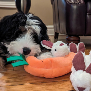 Peluche grossisti <span class=keywords><strong>nascondino</strong></span> cane cigolante coniglio e carota morbido giocattolo personalizzato animale per gioco interattivo - Product Image 5