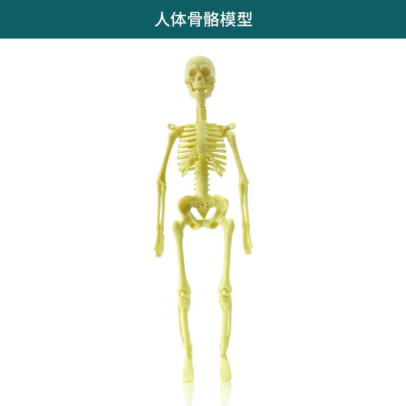 Serie Cuerpo Humano [Esqueleto Completo] Embolsado