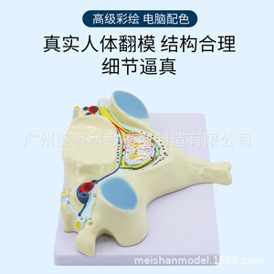 Modèle d'agrandissement de la moelle épinière et des nerfs rachidiens de la cinquième vertèbre cervicale humaine ; section transversale anatomique de la vertèbre cervicale - Product Image 4