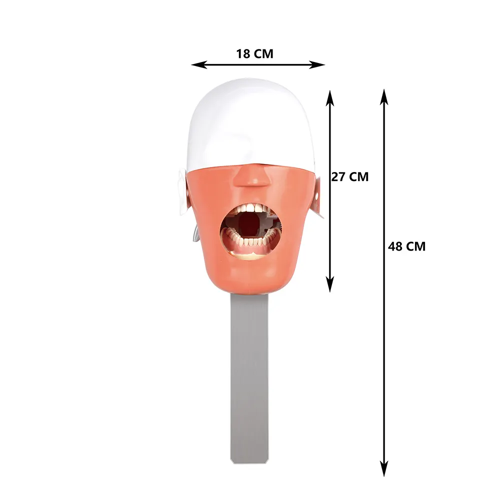 歯科モデルシミュレーション歯科シミュレーターファントムヘッドファントムヘッドシミュレーター歯科