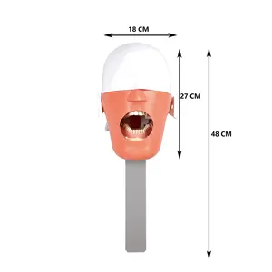 Dental Model Simulation Dental Simulator Phantom Head Phantom Head Simulator Dental