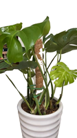 Offre transfrontalière exceptionnelle : Support de plante en forme de tige de cocotier flexible, poteau en mousse pour jardinage de radis vert
