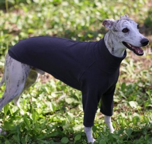 Camiseta de Cuello Alto para Perro, Color Sólido, Estilo Italiano, Marca Little Lingti Huibit, Nueva Colección de Primavera - Product Image 4