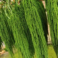Bunga Amaranthus Hijau Tangkai Pendek Bunga Awet Grosir Dekorasi Hotel Studio Pernikahan
